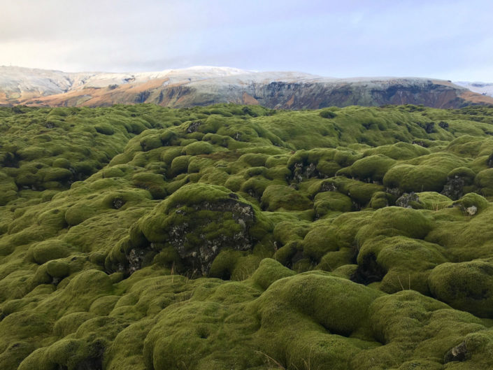 Green Moss